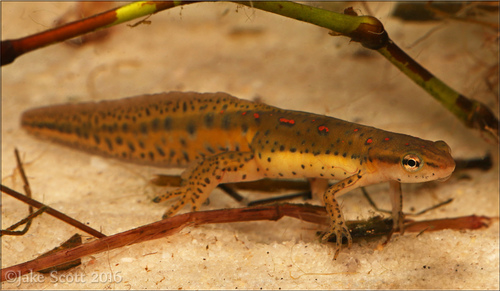 Eastern Newt