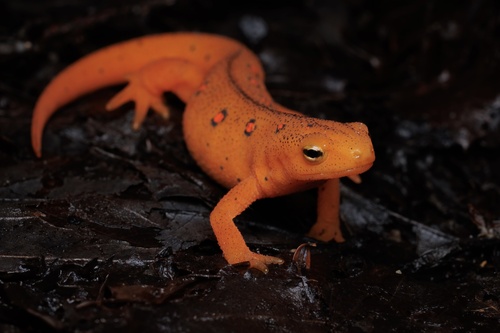 Eastern Newt