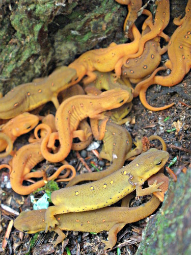 Eastern Newt