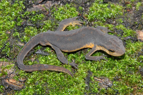 Eastern Newt