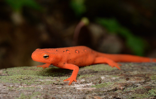 Eastern Newt