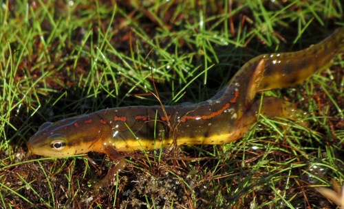 Eastern Newt