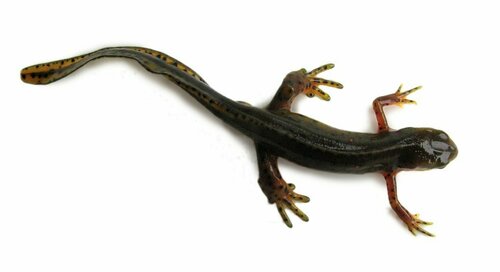 Eastern Newt