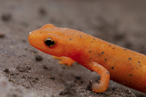 Eastern Newt