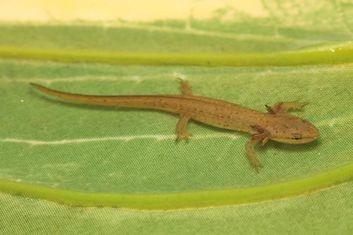 Eastern Newt