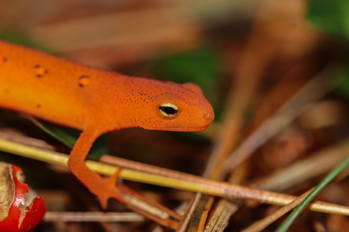 Eastern Newt