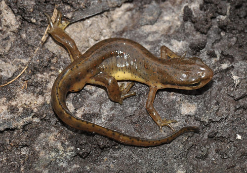 Eastern Newt