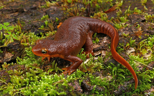 California Newt