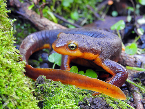 California Newt