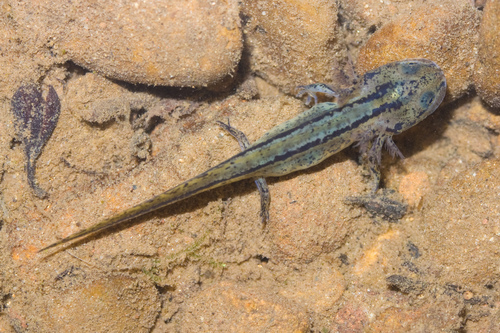 California Newt