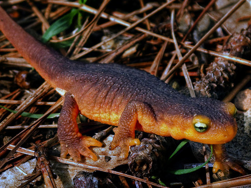 California Newt