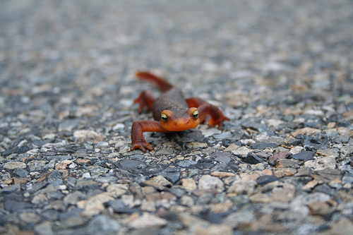 California Newt