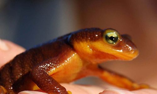 California Newt