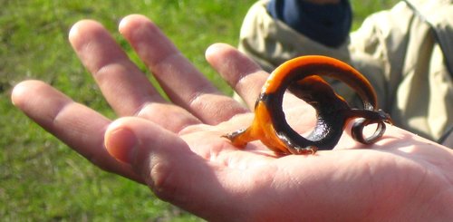 California Newt