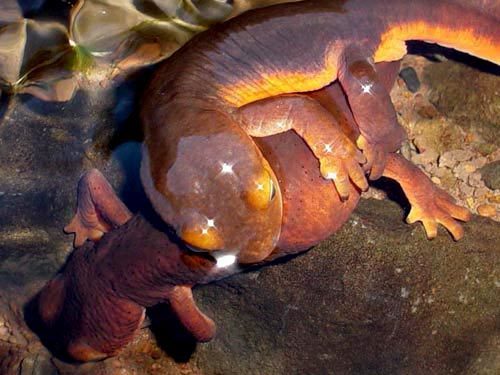 California Newt