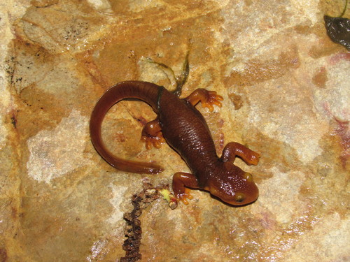 California Newt
