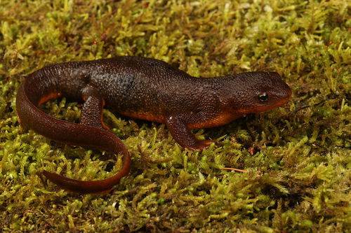 Rough-skinned Newt