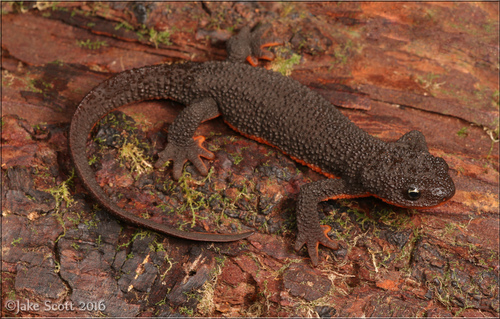 Rough-skinned Newt