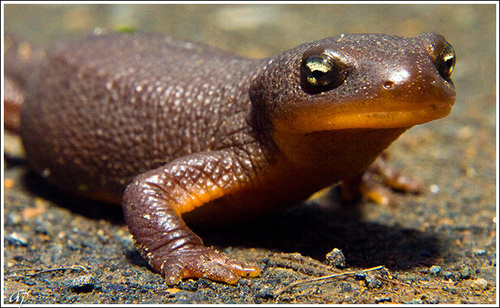 Rough-skinned Newt