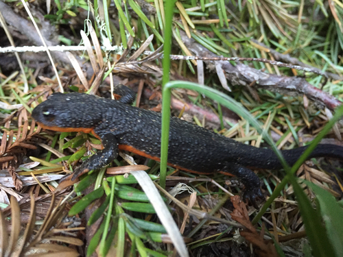 Rough-skinned Newt