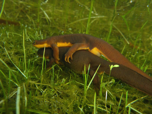 Rough-skinned Newt