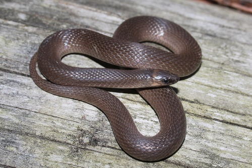 Rough Earthsnake