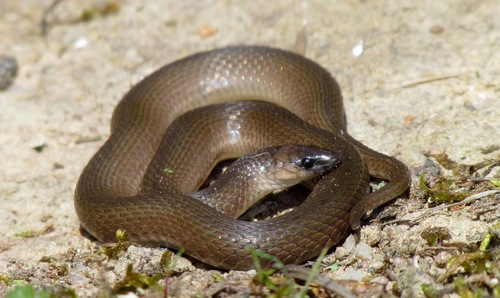 Rough Earthsnake