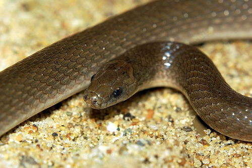 Rough Earthsnake