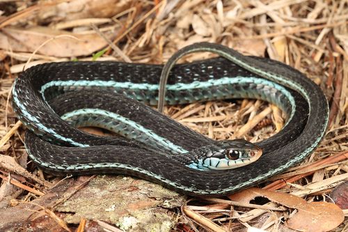 Common Garter Snake