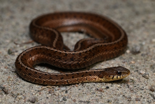 Common Garter Snake
