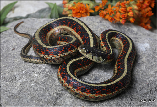 Common Garter Snake