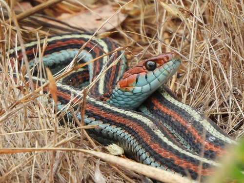 Common Garter Snake