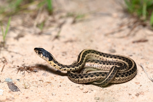 Common Garter Snake