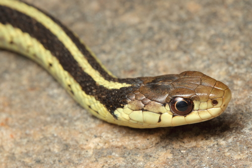 Common Garter Snake