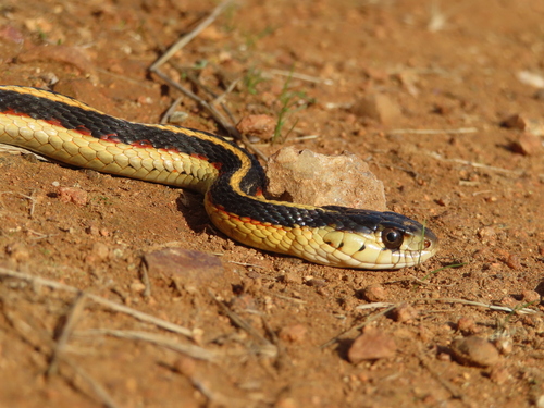 Common Garter Snake