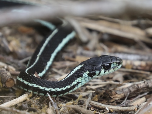 Common Garter Snake