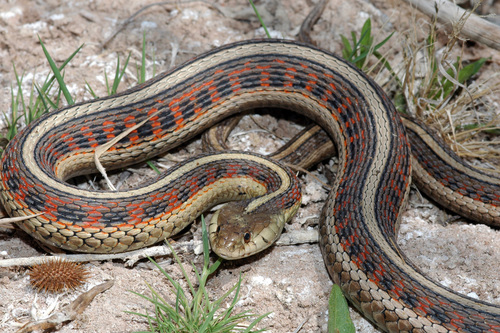 Common Garter Snake