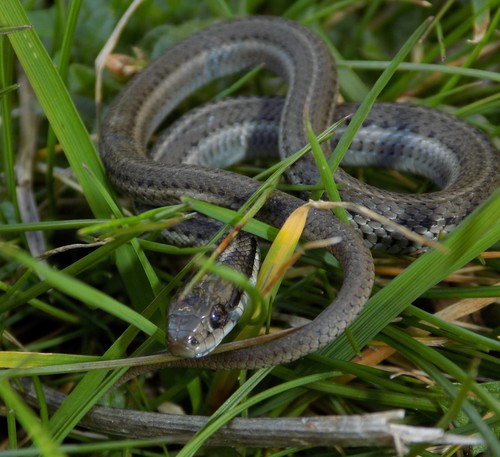 Northwestern Garter Snake