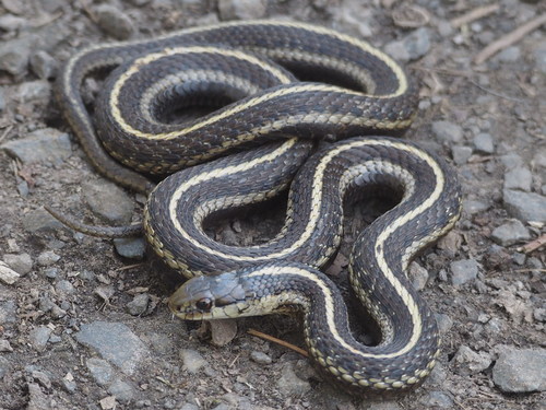 Northwestern Garter Snake