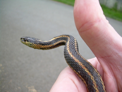 Northwestern Garter Snake