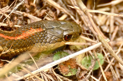 Northwestern Garter Snake
