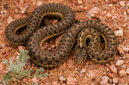 Western Terrestrial Garter Snake