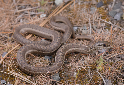 Western Terrestrial Garter Snake