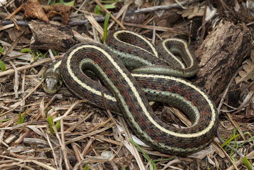 Western Terrestrial Garter Snake