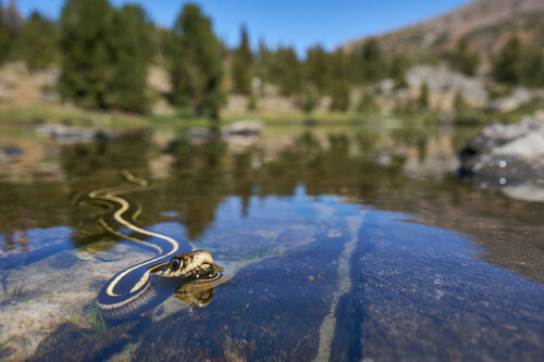 Western Terrestrial Garter Snake