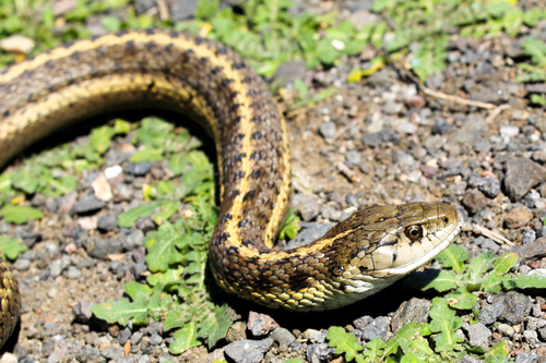Western Terrestrial Garter Snake