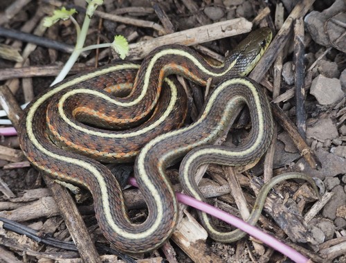 Western Terrestrial Garter Snake