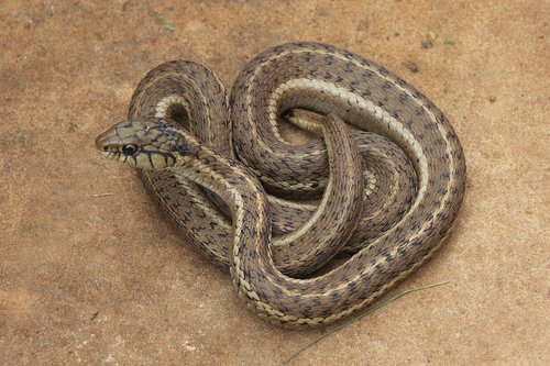 Western Terrestrial Garter Snake