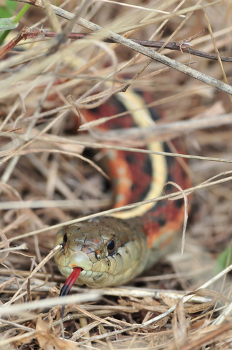 Western Terrestrial Garter Snake