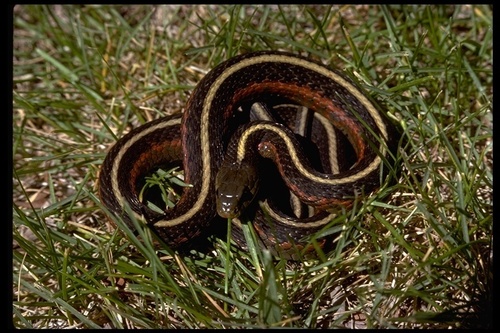 Western Terrestrial Garter Snake
